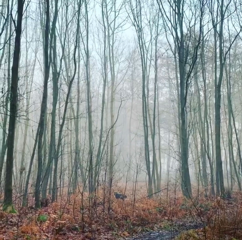 Depression Wald